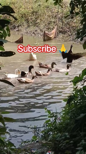 Muscovy Duck indian Runner Duck happy enjoy 😂❣️#short #duck #shortvideo