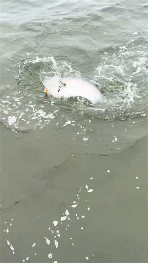 Bluefish Topwater Fishing Spring 2026