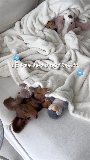 くくよよの1日を覗き見できちゃう？！🫣🩵💛笑 #くったんかわいいね #よよたんかわいいね #ダックス #犬 #dog