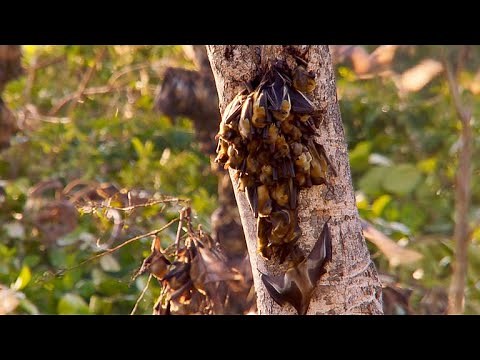 This is the Largest Mammal Migration in the World
