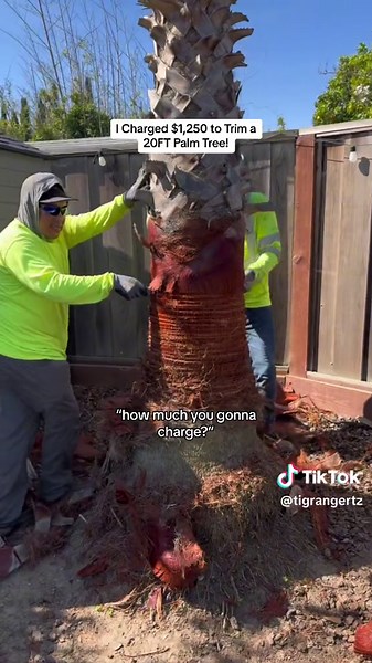 Cost of Trimming a 20FT Palm Tree Revealed!