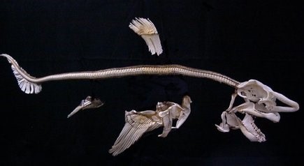 Great White Shark (Carcharodon carcharias)