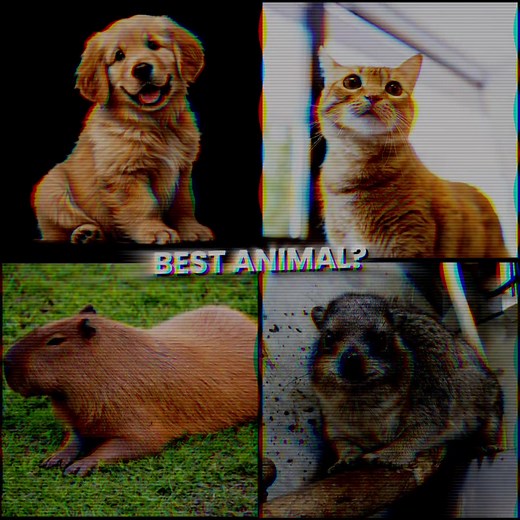 Best Animal: The Hyrax Explained