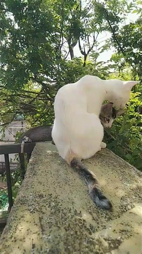 #cats #children cat #slipping cat #song #Fun