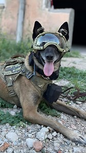 34K views · 533 reactions | Do you know our remote controlled lightstick dropper ?  @k9_sor_team _ #k9 #k9unit #policedog #policek9 #workingdog #sar #rescue #k9gear #k9police #malinois #militaryk9 #cynophile #workingdogmagazine #k9team #k9training #k9officer #k9handler #k9ofinstagram #darksystemsnews #k9helmet #dogtrainer #maligator #donotpet #k9camera #k9laser | Dark Systems | Facebook