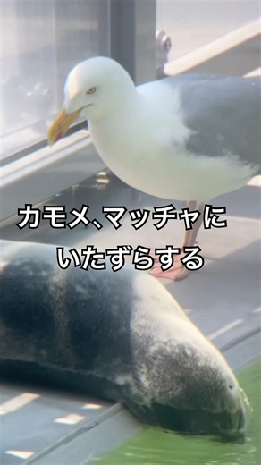 #アザラシ幼稚園 #アザラシ #seal アザラシの赤ちゃんにいたずらするカモメ
