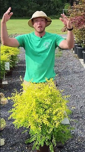 Sunshine Ligustrum! A beautiful evergreen that will give you loads of color!#landscaping #plants