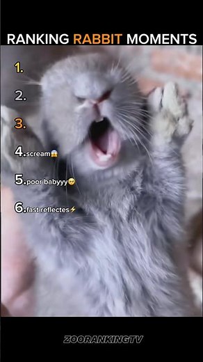 Ranking Rabbit Moments #moments #funny #ranking #animals #rabbit #shorts #short #rabbit #animal