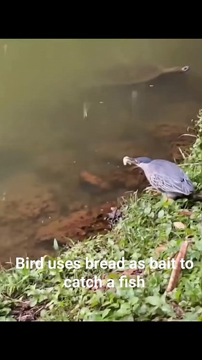 56 reactions · 31 shares | Bird uses bread as bait to catch a fish #fenlandforager #fishing #waders #riverfishing #birdwatchers | Darren Gallagher | Facebook
