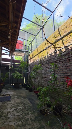 suasana di dalam aviari mini kenari,tenang dan menyenangkan #aviari #burungkenari