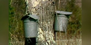 This Day in History: Sugar maple becomes Vermont’s state tree