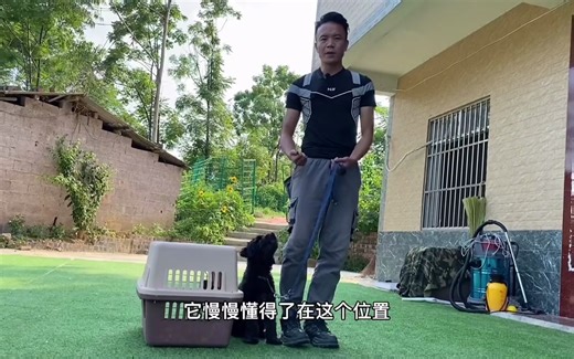 如何训练狗狗随行 泰迪随行训练方法