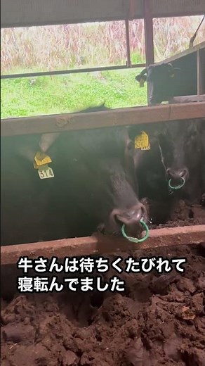 [Changing the cows' bedding] We're removing the accumulated feces!