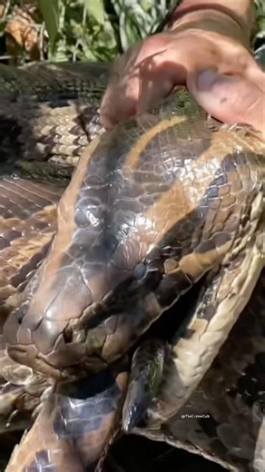 This 17 foot python bit her own tail?? This snake was shedding and accidentally bit herself