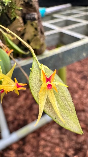 Maybe it’s performance anxiety, but trying to film these tiny orchids often end up just me shaking the plant… This Lepanthes stellaris however clearly performs just fine in our cool greenhouse! Wonderful ever-flowering species and relatively easy to care for as long as you can guarantee high humidity, full shade conditions and a bit of air flow. #lepanthes #miniatureorchid #miniatureplants #orchidflower #orchidloversofinstagram | Tropiscape Orchids
