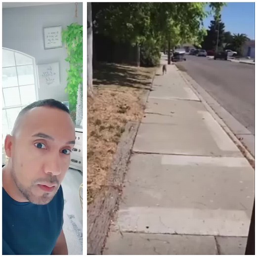 Funny Dog Videos Compilation | Crazy Dog Moments