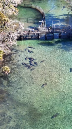 One shot fly over of Homosassa Springs! Lots of manatees all over. #Manatees #Springs #coldweather #dji | Higher Perspectives