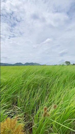 Relaxing Green Grass Landscape | Peaceful Nature Scenery