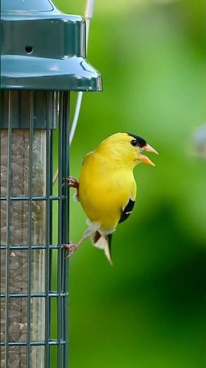American #Goldfinch Singing #birds #bird #birdsounds #birdwatching