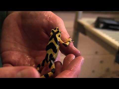 Panamanian Golden Frog Breeding @ The Maryland Zoo