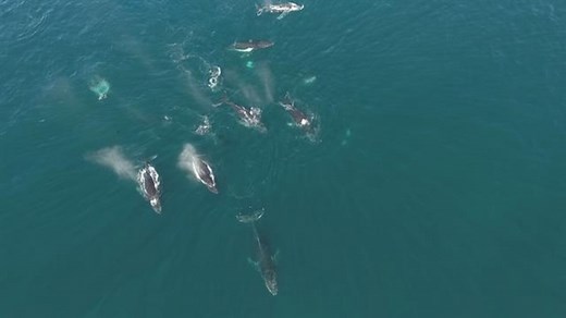 The Rare Beauty of Dozens of Migrating Humpback Whales