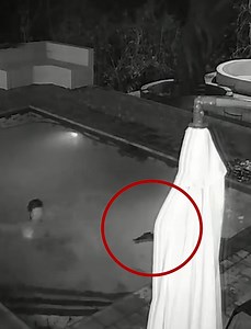 Crocodile Attack in Private Pool Caught on CCTV | Diamond Dallas Page