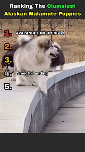 Ranking The Clumsiest Alaskan Malamute Puppy Moments