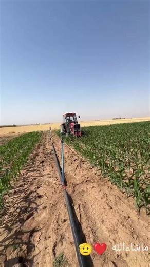 Massey Ferguson 230 Tractor in Cornfield Operations