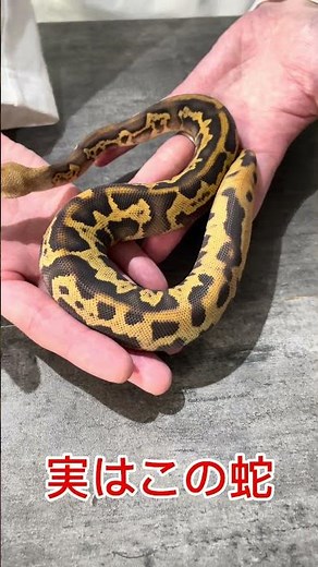 実はこのヘビ・・・