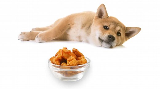 Can Dogs Eat Pork Rinds? Are Chicharrones Good For Dogs? | Dog Advisory Council
