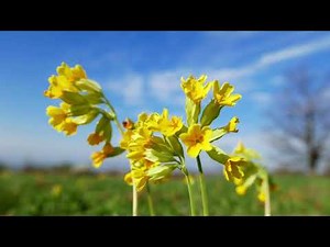 Calming Classroom Music For Children Relaxing Piano Music, Meditation, Spa & Yoga