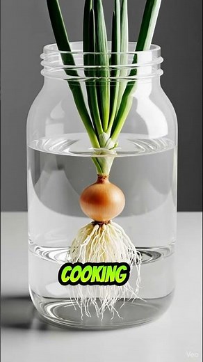 From Tiny Seed to Powerful Onion | The Hidden Story of a Kitchen Giant