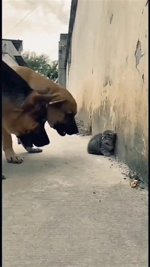 Hey dog, why are you running away? #cat #shorts