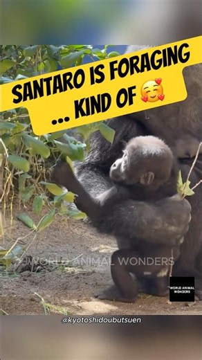 Santaro's Foraging Experience...kinda of😉