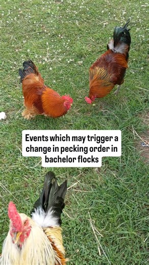 Kelly Rutkowski 🐓Rooster Behavior Consultant + Welfare Advocate on Instagram: "Caring for bachelor roosters is a lot of fun and most roosters live together peacefully however, just like with hens, this is dependent on having an established pecking order. Once the birds work out a pecking order it remains relatively stable but certain events can trigger a change. . It's good to be aware of what these triggers are to try to pay extra attention to help prevent injuries. Most issues are related to