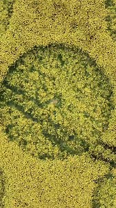 OVER 10,000 Crop Circles Cover the World | Ancient Aliens | Ancient Aliens