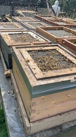 It was a good result from our splits 🐝🐝🇨🇦 #reelsvideoシ #fypシ #shortsvideos #bee #honey #Canada | Apiary Worker