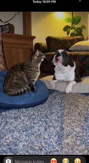 pets be crazy #yeet #skrt #snl #fyp #cat