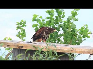Harris's hawk call, Dusky hawk, 栗翅鷹叫聲, 哈里斯鷹