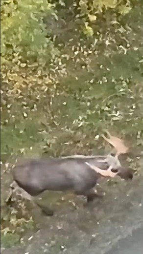 Elk & Bear Hunting Sweden #elchjagd #sweden #hunting