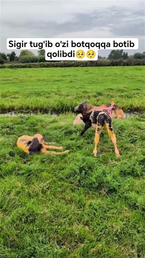 The cow gave birth and got stuck itself😱