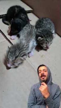 الحياة من وجهة نظر القط البلدي 🐈 | قريباً