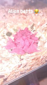 Alien betta | Lex Betta