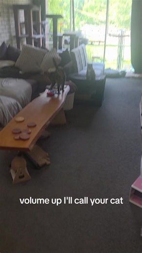 Calling Your Cat: Fun and Interactive Video