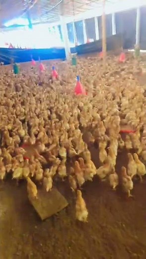 comment faire un bon démarrage 🐥🐥🇲🇱