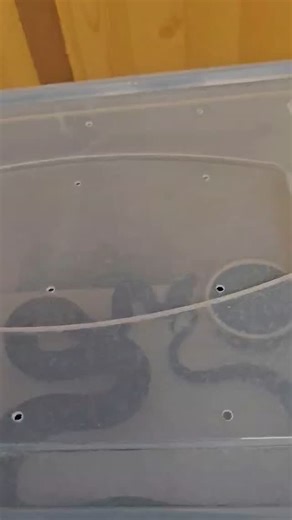 27 reactions · 3 comments | Coastal carpet Python decided to hitch a ride from Brisbane on a truck loaded with heavy machinery now to get him back up there. | Illawarra Snake Catcher | Facebook