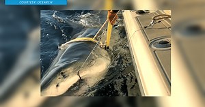 Largest male great white shark recorded in the Atlantic last seen off North Carolina coast