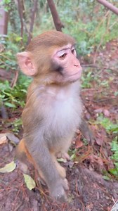 198K views · 4K reactions | Lovely baby monkey #monkey #monkeys #funnymonkey #baby #reels #short #monkeylove #MonkeyLife #monkeybaby @followers | The Monkeys VID | Facebook