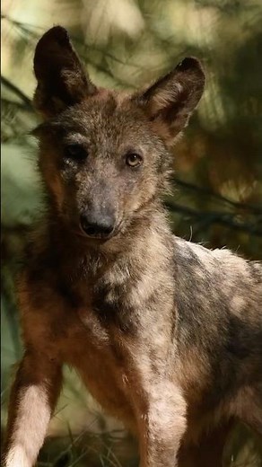 In Portugal’s Greater Côa Valley, people and wolves are learning to share the same landscape.