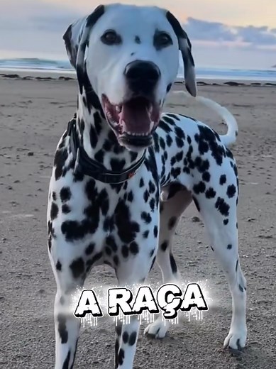 Conheça a Raça Dálmata e Suas Funções